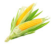Fresh ripe corn cobs with green leaves. Harvest Vegetables. Top View. Organic natural food. Isolated. PNG.