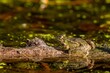 Frog in water. Pool frog resting on tree branch. Pelophylax lessonae. One European frog.