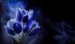 Tulipany niebieskie kwiaty. Czarne tło, puste miejsce