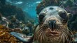 Close up portrait of a seal swimming and gazing directly at the viewer
