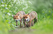 Close-up of two red foxes standing in a meadow in spring