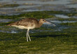 Closeup of Whimbrel feeding in the morning hours at mameer coast during low tide, Bahrain