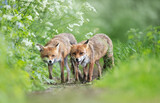 Fototapeta Zwierzęta - Close-up of two red foxes standing in a meadow in spring