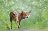 Fototapeta Zwierzęta - Portrait of a red fox cub standing in a meadow