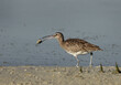 Whimbrel with a catch in the morning hours at mameer coast during low tide, Bahrain