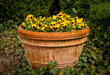 Garden flower pot with blooming violets	