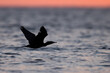 Silhouette of Great cormorant flying in the morning at Asker coast, Bahrain