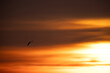 Silhouette of Black-headed gull flying during sunrise at Akser coast of Bahrain