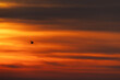 Black-headed gull and dramatic hue during sunrise at Akser coast of Bahrain