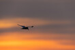 Silhouette of a Tern flying at Asker during sunrise and dramatic hue, Bahrain