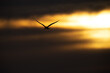 Silhouette of a Tern flying at Asker during sunrise, Bahrain