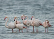 A flock of Greater Flamingos at Mameer coast in the morning, Bahrain