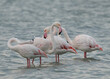 Greater Flamingos preening at Mameer coast in the morning, Bahrain
