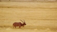 A Wide Angle Shot Of A Greater Kudu (Tragelaphus Strepsiceros) In African Savanah