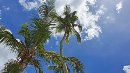 Wall Mural - tropical coconut palm trees with clear blue sky as copy space background.