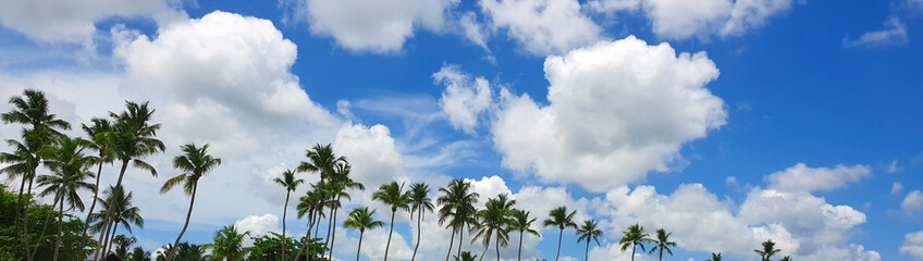 Wall Mural - tropical coconut palm trees with clear blue sky as copy space background.