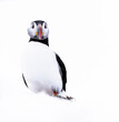 puffin bird in snow