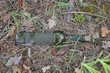 garbage from one old dirty green glass bottle on gray dry vegetation in nature