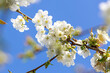 Zweig mit weißen Blüten eines Apfelbaumes vor einem klaren blauen Himmel
