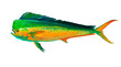 Mahi mahi Old or dolphin fish isolated on white. Realistic illustration of mahi mahi or dolphin fish isolated on white background. Side view.