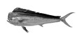 Mahi mahi Old or dolphin fish isolated on white. Realistic illustration of mahi mahi or dolphin fish isolated on white background. Side view Black and white.