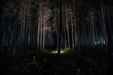 Wall Mural - magical lights sparkling in mysterious forest at night. Nightmare pine forest.