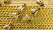 Macro close-up of working bees on honey cells