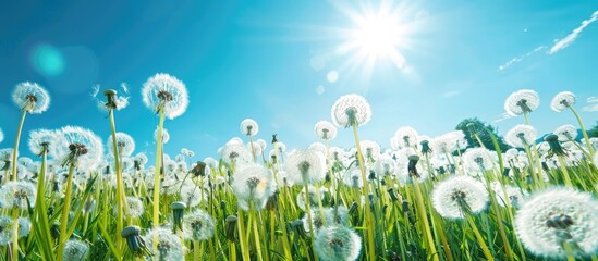 Wall Mural - Field of dandelions under a clear blue sky with the sun shining.