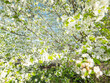 wide angle view to blooming cherry tree with a lot of white flowers