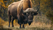 Large Buffalo Grazing In Some Lush Grass