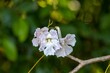 Flowers of a rosy trumpet tree, Tabebuia rosea