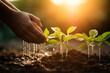 Human hand watering young plant with sunlight background. Earth day concept.