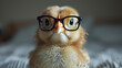 Cute little chick with glasses on a bed. Selective focus.