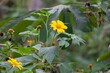 Mexican sunflower, Tithonia diversifolia