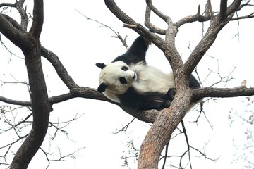 Wall Mural - acrobatic panda ,close up playful panda having fun on the tree,