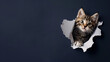Peek-a-Boo Kitty: Playful Cat in Paper Hole. Generative AI