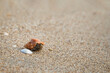 Close-up of a small hermit crab on a sandy beach in Thailand. Shallow depth of field. Copy space.