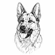 beautiful portrait of a german shepherd, isolated on a white background, simple line drawing. Beautiful portrait of an adult German shepherd. Hand drawing of a dog.