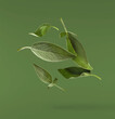 Beautiful fresh green Sage or Salvia leaf falling in the air isolated on green backgound