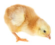 Cute little chicken isolated on a white background