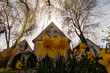Close-up of some daffodils standing erect on the background houses, Bad Waldsee, Germany