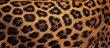 Leopard fur texture close-up