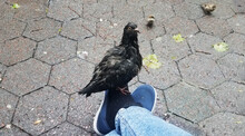 Wet, Black Feathered Pigeon Perched On A Person's Foot On A Street Plaza During A Rainy Day In NYC
