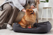 Senior woman with Pomeranian dog in pet bed at home, closeup