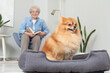 Cute Pomeranian dog in pet bed with senior woman reading book at home, closeup