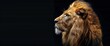 Close Up of Lion on Black Background