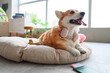 Cute Corgi dog with headphones and wooden airplane on pet bed at home. Travel concept