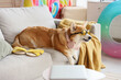Cute Corgi dog with sunglasses and headphones lying on sofa at home. Travel concept