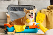 Cute Corgi dog with headphones in suitcase at home. Travel concept