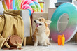 Cute Corgi dog with beach accessories at home. Travel concept